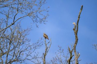 Common buzzard (Buteo buteo) sitting on a tree, Bavaria, Germany