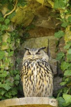 Eurasian Eagle-Owl (Bubo bubo) in a stone wall in a forest, Bavaria, Germany