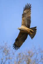 Common buzzard (Buteo buteo) flying in the sky, Bavaria, Germany