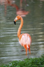 American flamingo (Phoenicopterus ruber) standing in the water, Germany