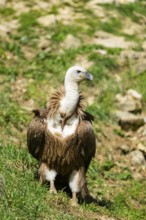 Eurasian griffon vulture (Gyps fulvus) standing on the ground, Bavaria, Germany