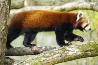 Red panda (Ailurus fulgens) walking on a tree, Germany