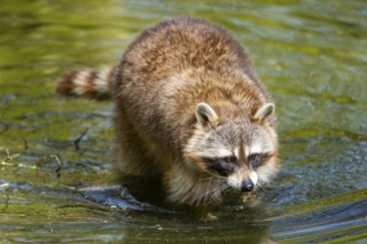 Common raccoon (Procyon lotor) in the water of a little lake, Bavaria, Germany