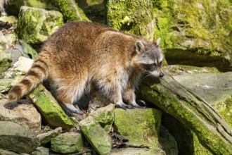 Common raccoon (Procyon lotor) walking on the ground, Bavaria, Germany