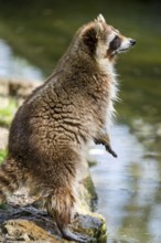 Common raccoon (Procyon lotor) on the watershore, Bavaria, Germany
