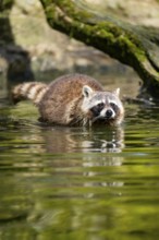 Common raccoon (Procyon lotor) in the water of a little lake, Bavaria, Germany