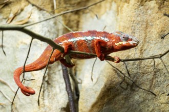 Panther chameleon (Furcifer pardalis) on a branch, Bavaria, Germany