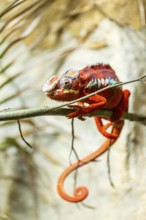 Panther chameleon (Furcifer pardalis) on a branch, Bavaria, Germany