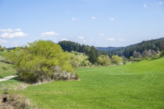 Salix and Blackthorn (Prunus spinosa) bushes growing in a valley in spring on a sunny day, Bavaria,