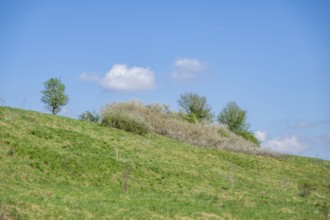 Blackthorn (Prunus spinosa) bushes flowering on a meadow in spring on a sunny day, Bavaria, Germany