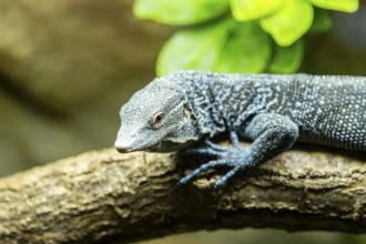 Blue-spotted tree monitor (aranus macraei) portrait, on a tree trunk, captive, Bavaria, Germany