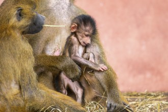 Guinea baboon (Papio papio) new born youngster at its mother, captive, Bavaria, Germany