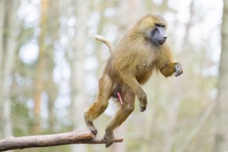 Guinea baboon (Papio papio), jumping in the air from a branch, captive, Bavaria, Germany
