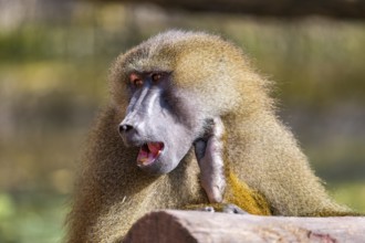 Guinea baboon (Papio papio), portrait, captive, Bavaria, Germany