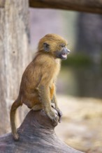 Guinea baboon (Papio papio) youngster on a tree trunk, captive, Bavaria, Germany