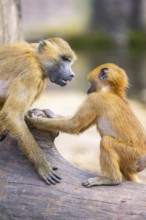 Guinea baboon (Papio papio) youngsters playing on a tree trunk, captive, Bavaria, Germany