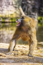 Guinea baboon (Papio papio) standing on the ground in a defensive posture and hissing