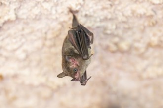 Lesser mouse-eared myotis (Myotis blythii) bat hanging on a wall, Bavaria, Germany