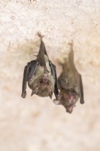 Lesser mouse-eared myotis (Myotis blythii) bats hanging on a wall, Bavaria, Germany