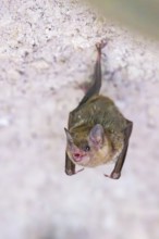 Lesser mouse-eared myotis (Myotis blythii) bat hanging on a wall, Bavaria, Germany