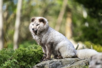 Arctic fox (Vulpes lagopus) sitting on a rock, Bavaria, Germany