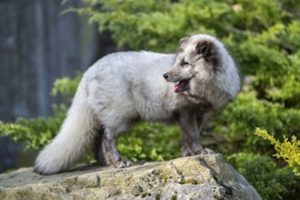 Arctic fox (Vulpes lagopus) standing on a rock, Bavaria, Germany