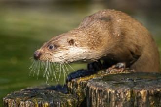 Eurasian otter (Lutra lutra) on a tree trunk in the water of a little lake, Bavaria, Germany