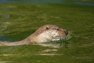 Eurasian otter (Lutra lutra) swimming in the water of a little lake, Bavaria, Germany