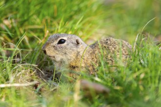 European ground squirrel (Spermophilus citellus) on a meadow, Bavaria, Germany