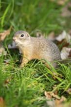 European ground squirrel (Spermophilus citellus) on a meadow, Bavaria, Germany