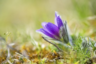 Pasque flower (Pulsatilla vulgaris), blooming, sunset, Bavaria, Germany