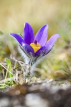 Pasque flower (Pulsatilla vulgaris), blooming, sunset, Bavaria, Germany