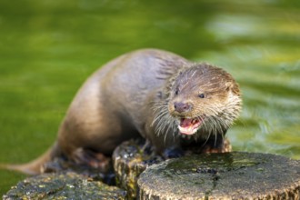 Eurasian otter (Lutra lutra) on a tree trunk in the water of a little lake, Bavaria, Germany