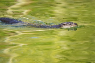 Eurasian otter (Lutra lutra) swimming in the water of a little lake, Bavaria, Germany