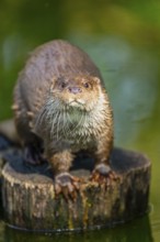 Eurasian otter (Lutra lutra) on a tree trunk in the water of a little lake, Bavaria, Germany