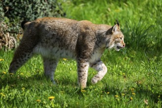 Eurasian lynx (Lynx lynx), walking on a meadow, Bavaria, Germany