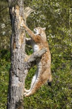 Eurasian lynx (Lynx lynx) climbing on a tree, jumping, Bavaria, Germany