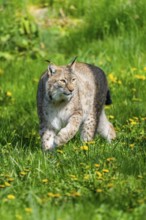 Eurasian lynx (Lynx lynx), walking on a meadow, Bavaria, Germany