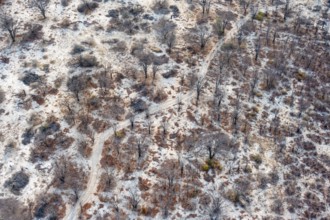Structure and pattern, trees in the dry season, arid landscape, aerial view of the Okavango Delta,