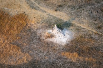 Single termite hill, landscape, aerial view of the Okavango Delta, near Maun, Okavango Delta,