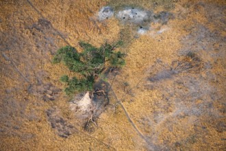 Species tree in the savanna, landscape, aerial view of the Okavango Delta, near Maun, Okavango