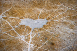 Structure and pattern of trails, animal trails, landscape, aerial view of the Okavango Delta, near