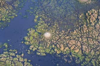 Structure and pattern, termite mounds in marshland, landscape, aerial view of the Okavango Delta,
