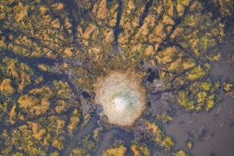 Single termite hill in swamp, landscape, aerial view of the Okavango Delta, near Maun, Okavango