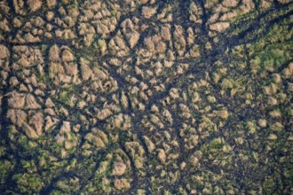 Structure and pattern, grass from above, marshland, landscape, aerial view of the Okavango Delta,
