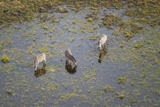Steppe zebras (Equus quagga) drinking by the river, aerial view, Okavango Delta, Botswana