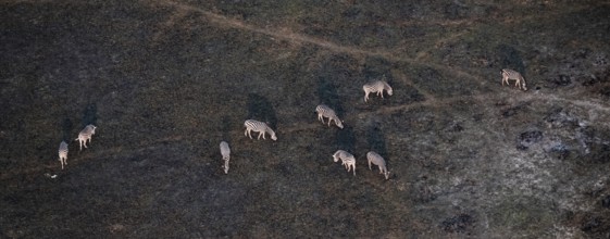 Steppe zebras (Equus quagga) grazing in arid landscape, aerial view, Okavango Delta, Botswana