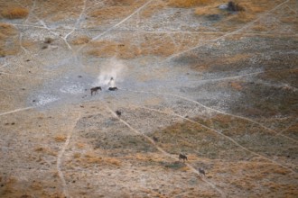 Steppe zebras (Equus quagga) rolling in dust, savanna landscape with yellow grass, aerial view,