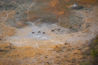 Steppe zebras (Equus quagga) running in row, savanna landscape with yellow grass, aerial view,