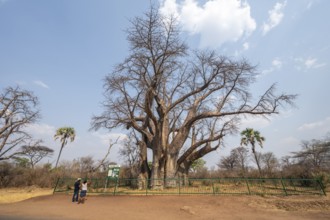 Ancient baobab tree, specifically known as The Big Tree near Victoria Falls, Zimbabwe